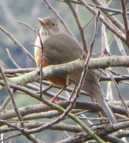 Passeriforme boliviano:  Turdus rufiventris